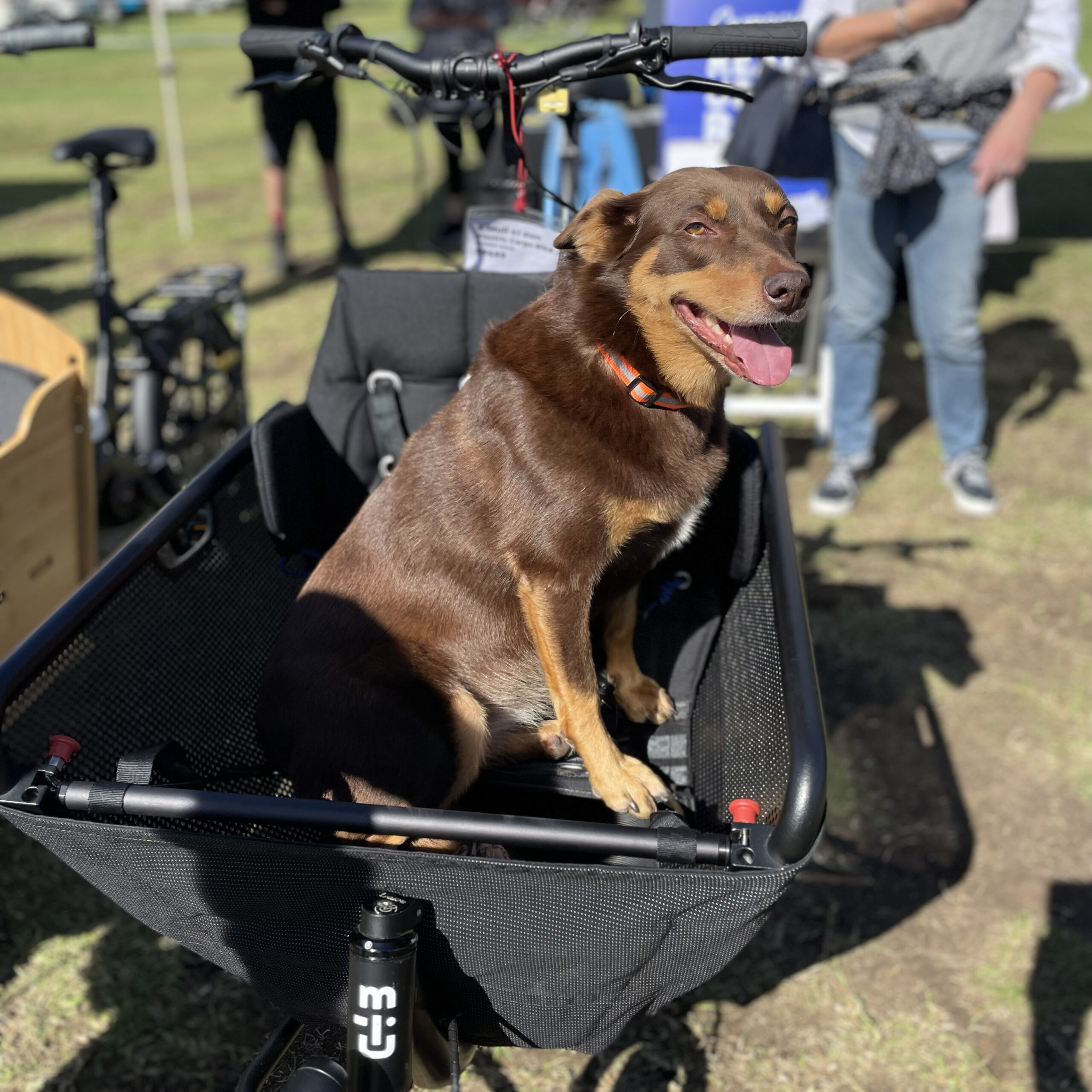 Muli Motor Pendix