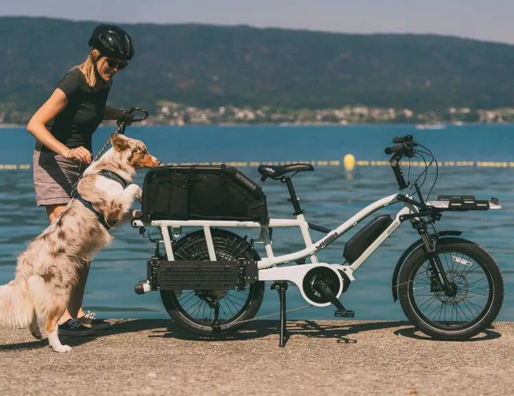 dog carrying cargo bike