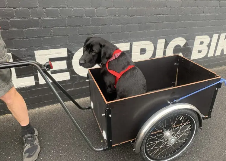 dog carrying christiania trailer