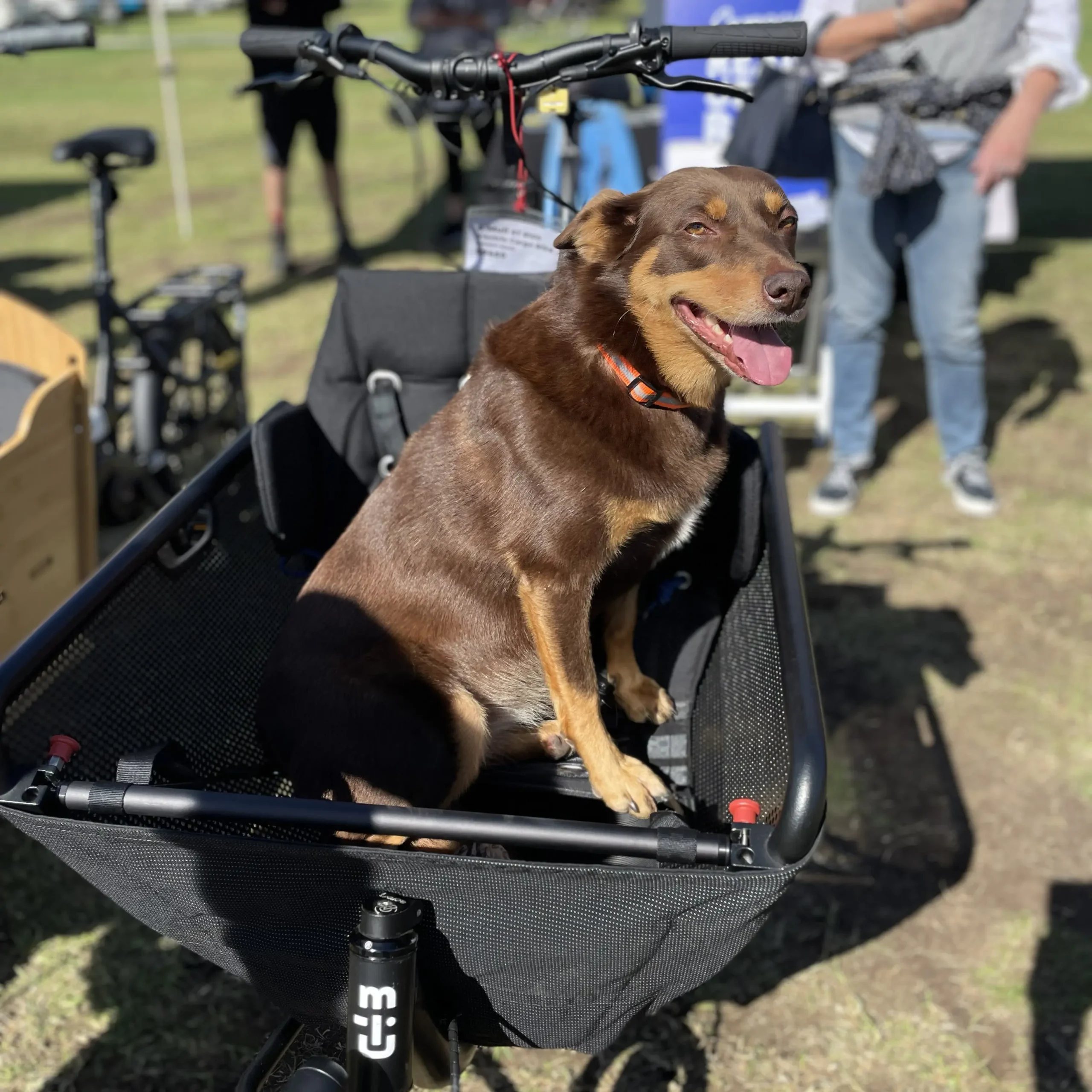 Muli Motor Pendix