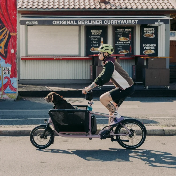 Muli carry dogs on bikes