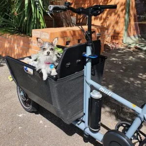 Muli Motor Pendix