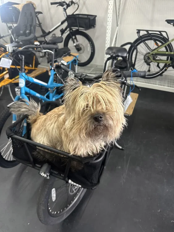 carry dogs on bikes1