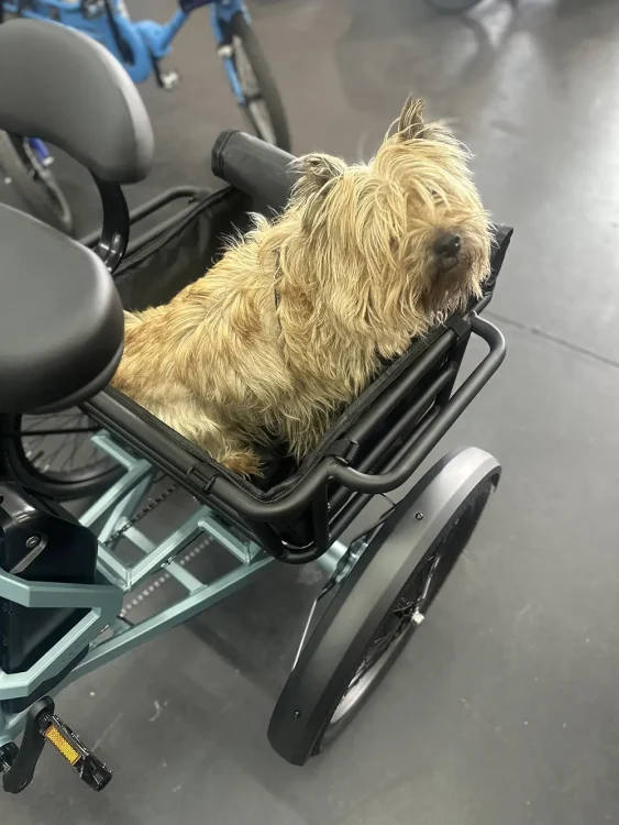 carrying dog cargo trike
