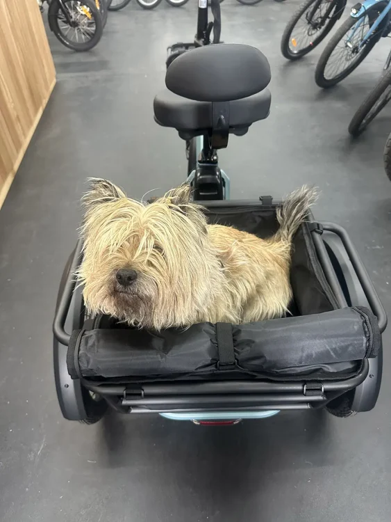 dog cargo trike