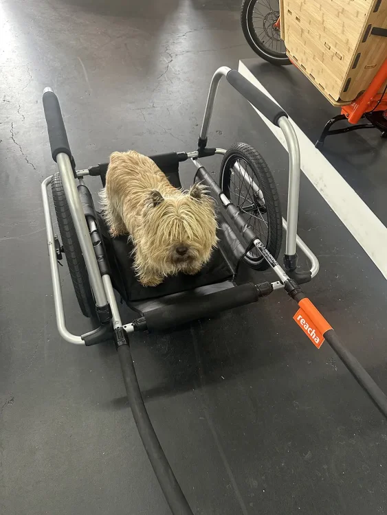 dog in bike trailer