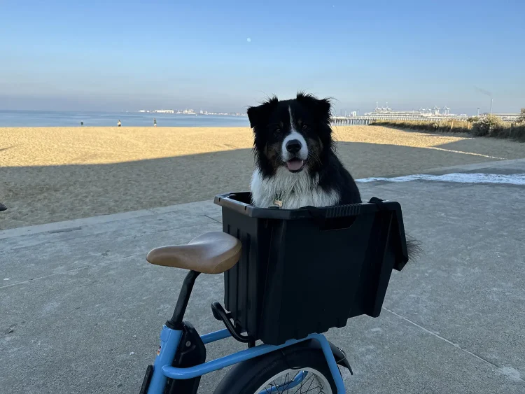 dog in box bike at the beach
